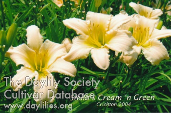 Daylily Stella's Cream 'n Green